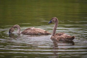 a Young swan swims elegantly on a pond