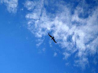Seagull flying in blue cloudy sky