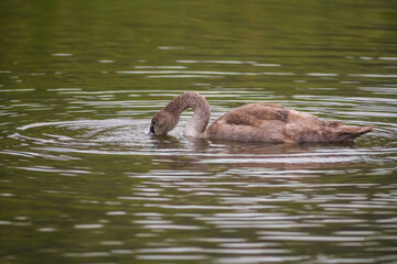 a Young swan swims elegantly on a pond