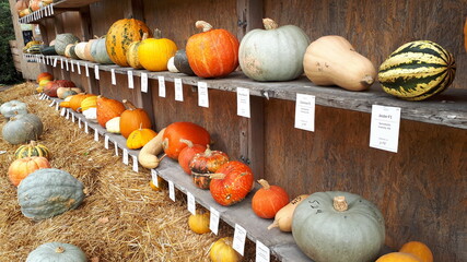 Pumpkin exhibition on market