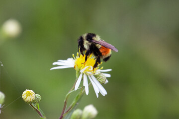 Bombus ternarius, also known as tri-colored or orange-belted bumblebee, collects nectar and pollen, near Brimley, Michigan, USA