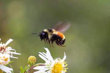 Bombus ternarius, also known as tri-colored or orange-belted bumblebee, in flight looking for nectar and pollen, near Brimley, Michigan, USA