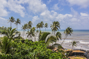 Nature of Goa - palm trees, admirable Arabian Sea, gentle sun and golden sand. Goa, India.
