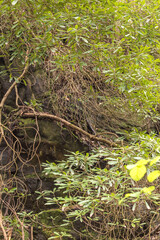 Vertical shot of several tree branches growing along rock in the deep south