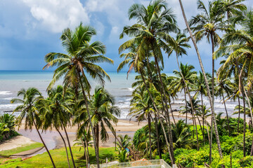 Fototapeta na wymiar Nature of Goa - palm trees, admirable Arabian Sea, gentle sun and golden sand. Goa, India.