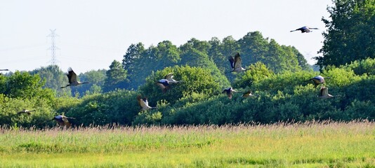 żurawie © Krzysztof