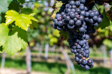 Close up of berries and leaves of grape-vine. A single bunch of ripe red wine grapes hanging on a vine on green leaves background. Plantation of grape-bearing vines, grown for winemaking, vinification