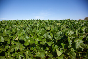 large field of soy plants