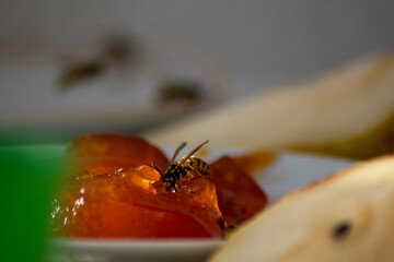 Wespen bienen essen am Tisch und extrem viele wie eine Plage 
