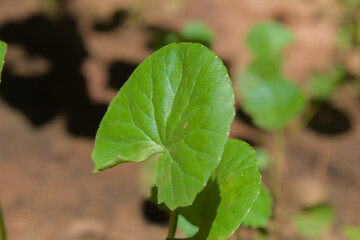 green leaf with water droplets, green leaf with water drop, green leaf, rain, monsoon, leaf photography, image of leaf, big leaf, nature