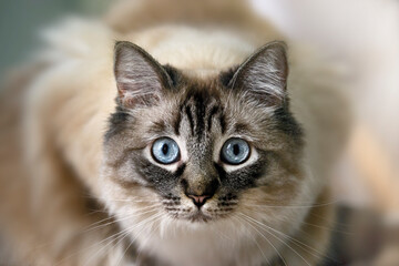 Ragdoll