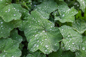 garden plants with rain drops