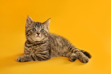 Cute tabby kitten on yellow background. Baby animal