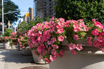 Pink Flowers in Large Flower Pots along the Street at Madison Square Park of New York City during Summer