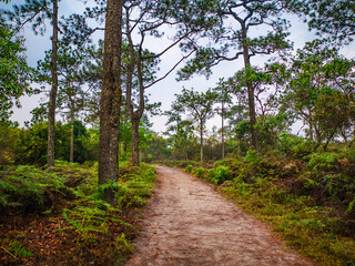 Fototapeta na wymiar Nature trail in the morning on Phu Kradueng mountain national park in Loei City Thailand.Phu Kradueng mountain national park the famous Travel destination