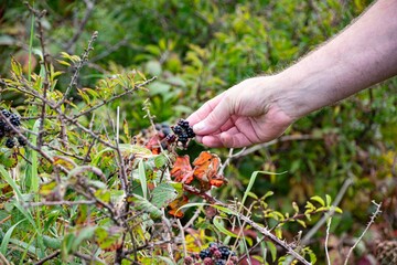 Blackberry picking  form bush to bowl 