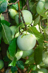 apple on the tree. Big harvest, harvest in autumn
