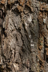 Textured bark of old birch in the forest.Natural background