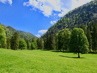 Fototapeta na wymiar Green meadow with tree and forest in the alps, Bavaria, Germany
