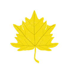 yellow maple leaf on a white background