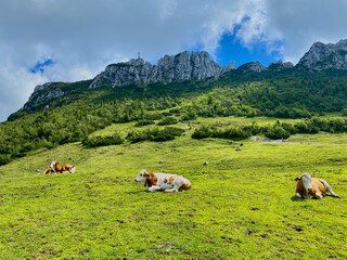 Green mountain meadow with cows, summit in the back, Bavaria, Germany