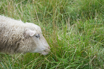 Naklejka na ściany i meble A lamb eating grass outdoor in natural light. Copy space.