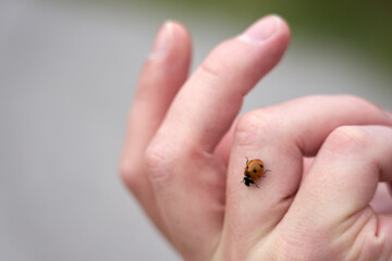 Ladybug on a hand of a man in natural light. Copy space.