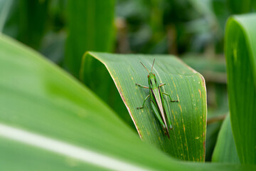 saltamontes posando en hoja de maiz 