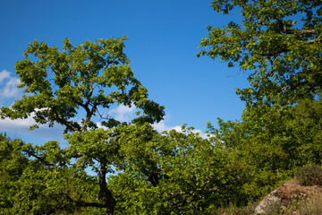 Fototapeta premium tree branch in the forest at cloudy day