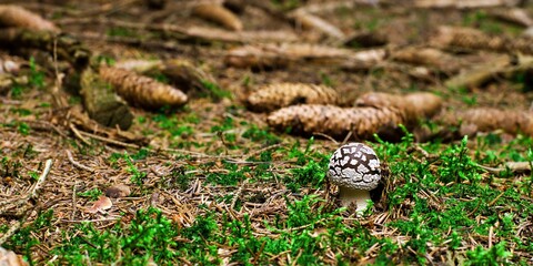 Młody trujący muchomor twardawy (Amanita excelsa). Płytka głębia ostrości © Lancan