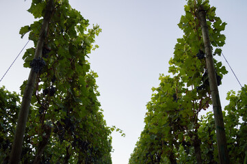 Vines in the Ahr Valley, Eifel, Germany