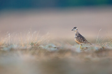 A juvenile Eurasian dotterel (Charadrius morinellus) foraging through the heather of the Netherlands. 