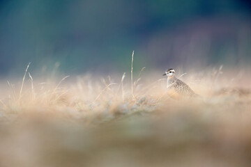 A juvenile Eurasian dotterel (Charadrius morinellus) foraging through the heather of the Netherlands. 