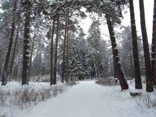 road in winter forest