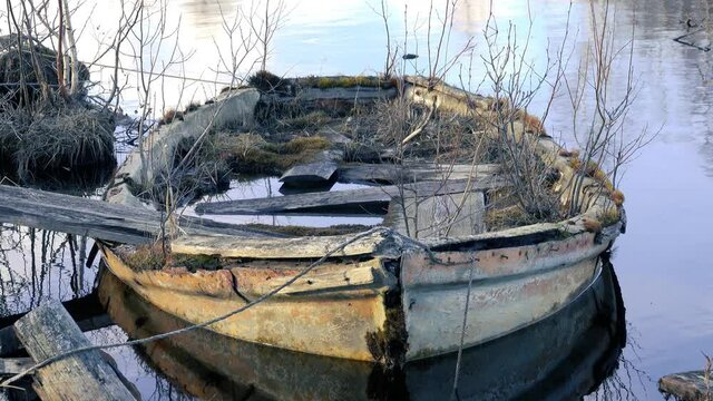 An amazing boat. This floating boat was abandoned on the North river many years ago and a young forest, herbage and moss cover grew inside. Springtide. The concept of Noah's ark
