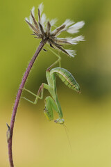 Insect Mantis religiosa sits on plant on a summer day