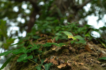 Planta trepadora otra visualización 