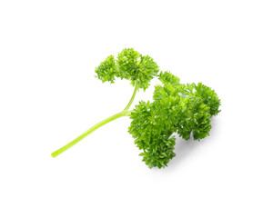 Fresh green curly parsley on white background