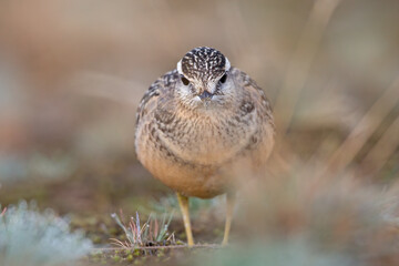 A juvenile Eurasian dotterel (Charadrius morinellus) foraging through the heather of the Netherlands. 