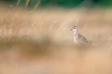 A juvenile Eurasian dotterel (Charadrius morinellus) foraging through the heather of the Netherlands. 