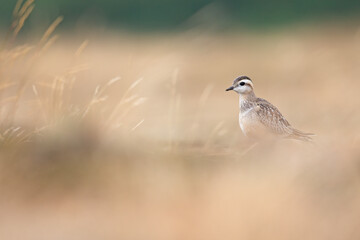 A juvenile Eurasian dotterel (Charadrius morinellus) foraging through the heather of the Netherlands. 
