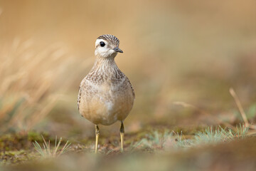 A juvenile Eurasian dotterel (Charadrius morinellus) foraging through the heather of the Netherlands. 