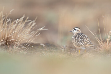A juvenile Eurasian dotterel (Charadrius morinellus) foraging through the heather of the Netherlands. 
