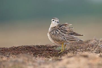 A juvenile Eurasian dotterel (Charadrius morinellus) stretching and preening in the heather of the Netherlands.