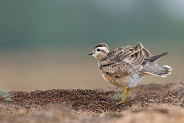 A juvenile Eurasian dotterel (Charadrius morinellus) stretching and preening in the heather of the Netherlands.
