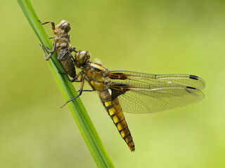 dragonfly larvae crawls out of the water to the shore and rises through the plant,
metamorphosis of the appearance of an adult (adult) from a nymph (larva).