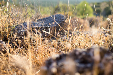 Plantas y hojas en en campo con piedras y en espacio natural con la luz del sol  en tonos amarillos y verdes.