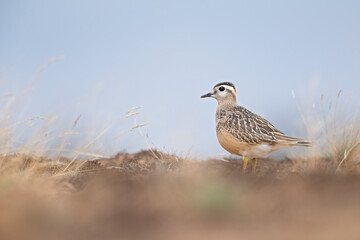 A juvenile Eurasian dotterel (Charadrius morinellus) foraging through the heather of the Netherlands. 
