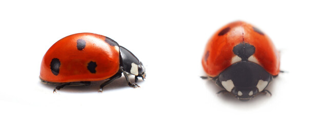 Ladybug isolated on white background. Wildlife and nature concept © Alik Mulikov