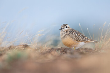 A juvenile Eurasian dotterel (Charadrius morinellus) foraging through the heather of the Netherlands. 